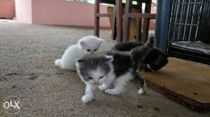 White,black,and,gray Kittens