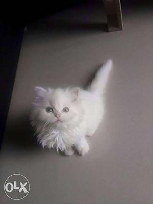 White cat with blue eyes haealthy traind baby persian cats