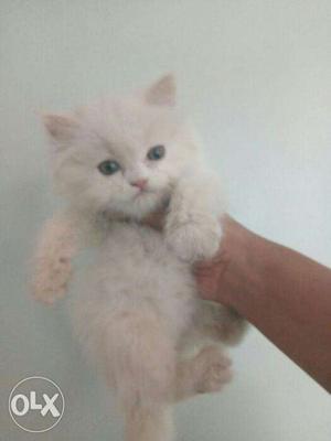 White color parsian kitten for sale in Aligarh