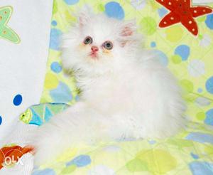 White color persian kitten for sale in kanpur