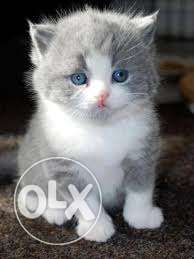 White male Persian cat..blue eyes heavy bone.plzz call me