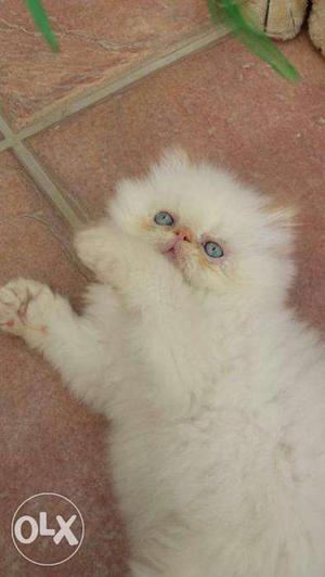 White persian kitten for sale in delhi