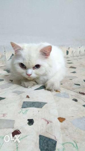 White persion cat female 1 yr old. interested