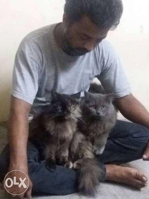Semi Persian 6 month old male and female both