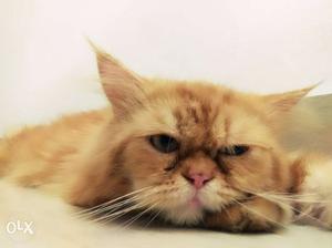 1year old male Persian cat for sale