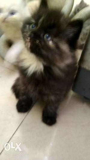 2 month old male & female pure Persian cat Doll