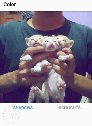 3 kitten each 700