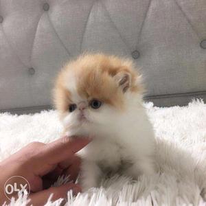 All color Persian cat kitten for sale in deheradun call me