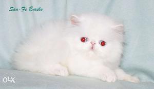 All colour Persian cat kitten for sale in all..
