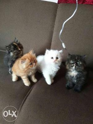 All types of persian cats.kittens..