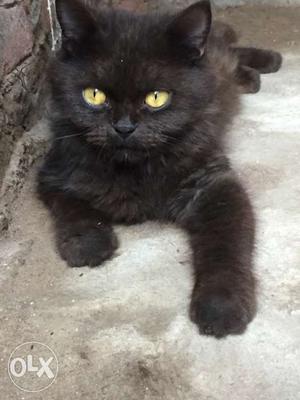 Argent I want to sell jet black cat