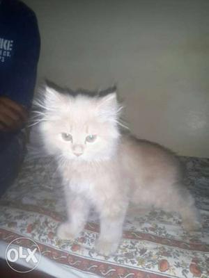 Beige And White Long-fur Kitten