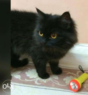 Black Doll face Persian female cat 1 year old