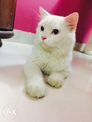 Blue eyes Mail urgent Sell (Persian cat)