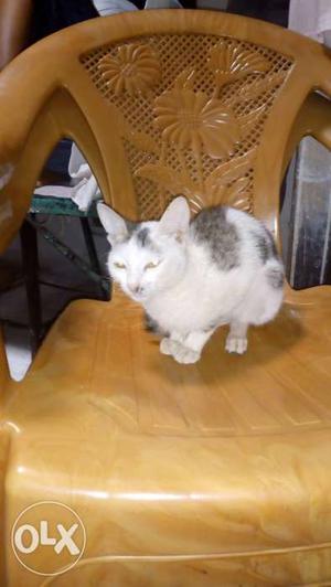 Cat for sale home cat name chinni