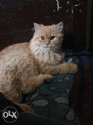 Female Persian Long-fur Orange Tabby Cat