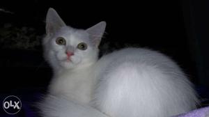 Female doll face persion cat 4 month old urjent