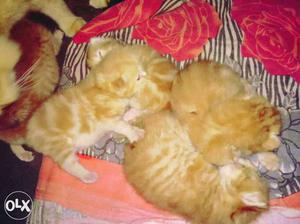 Four Orange Tabby Kittens