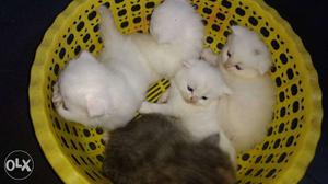Four White And Gray Kittens