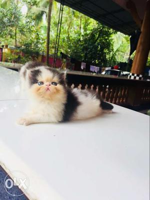 Full punch kitten available pure persian very