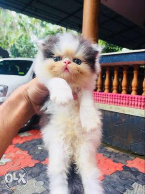Full punch kitten for sale pure persian very