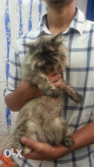 Gray And Black female Persian Cat for sale