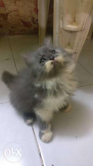 Gray And White Long Fur Cat