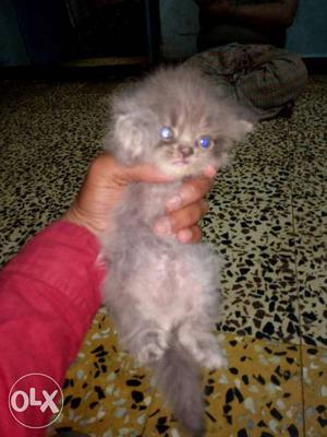 Gray Furry Kitten