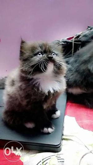 Gray Persian cat age: 2months