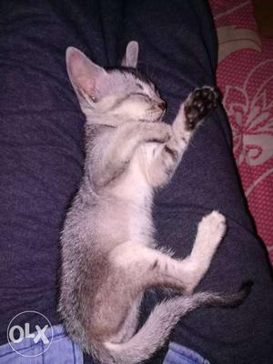Gray Tabby Kitten
