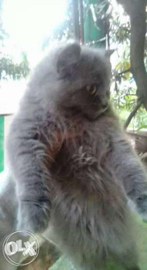 Grey Persian Cat female 3months old