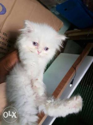 Hand to Hand Persian Cats Available here (Gwalior