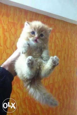 Healthy baby persian cats kitten sale.best price sale all