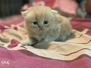 High quality persian kittens for sale