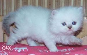 Hurry long fur cute Persian cats kitten sale all colors long