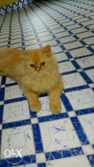 I want to Urgent Sell my female cat its 10th