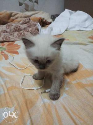 I want to sell my kitten 41 days old