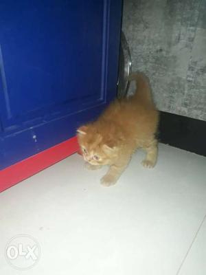 I want to sell my pure male Persian cat 2 month