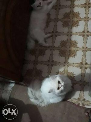 I wish to sell my pure persian pair of