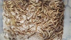 Live mealworms available for good growth and good