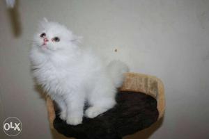 Long fur trained cute Persian kitten cat sale.all lovely