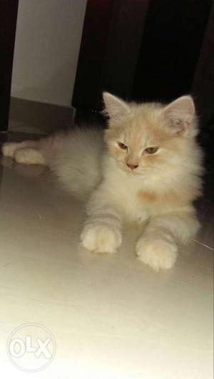 Male n female pure persian kittens for sale