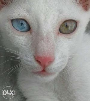 Odd eye colour cat