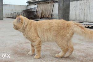 Original orange perciant cat...male