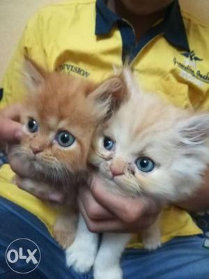 Percian cats doll faces (2 cats)