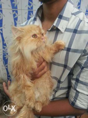 Persian Cat male age 5 months for sale