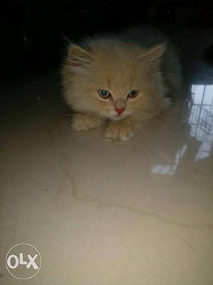 Persian cat 2 mnth doll face