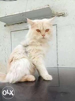 Persian cat 8 months old white colour very
