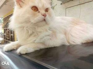 Persian cat 8months old male very play full