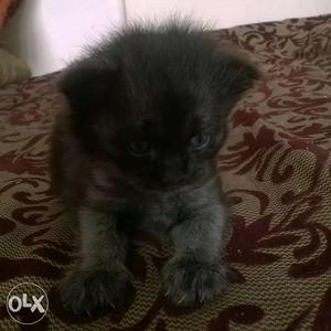 Persian cat black colour female one and half month